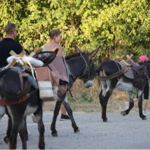 La route des vins avec un âne